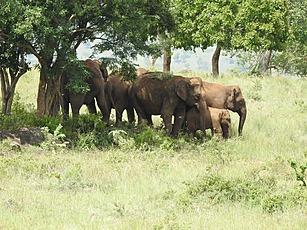 Asian Elephants