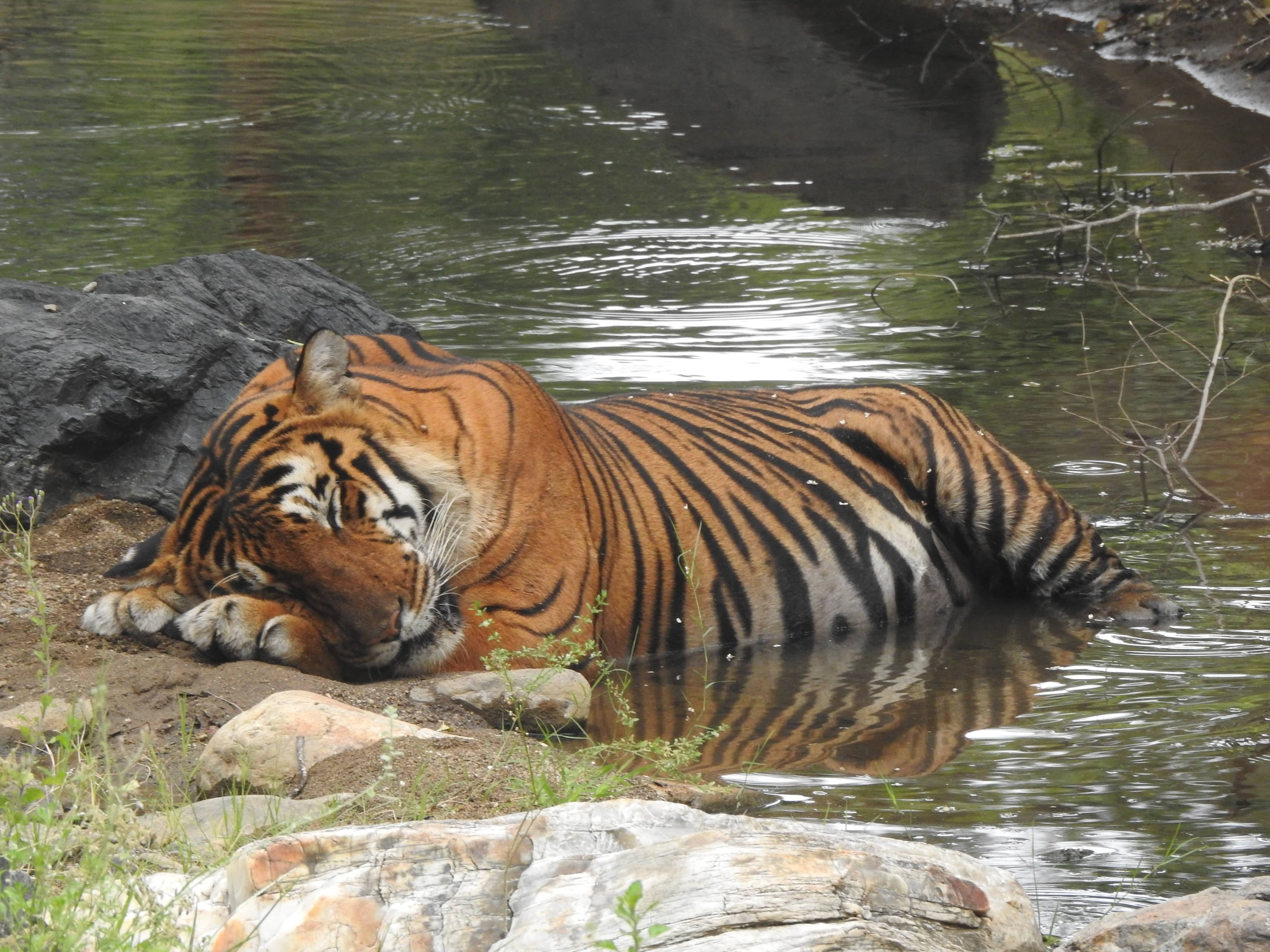 Tiger habitat