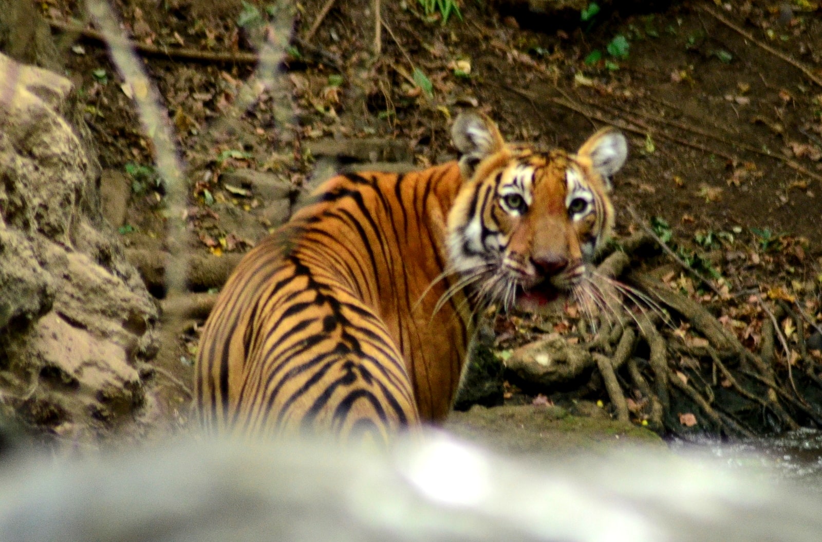Sathyamangalam Landscape